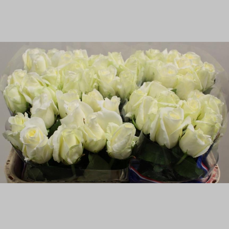 Trandafiri Olandezi Albi, Pachet (10 buc.)